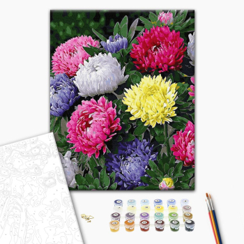 Картина по номерам Квіти - Різнобарвні айстри