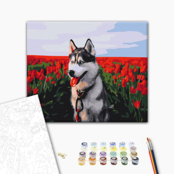 Хаски в тюльпановом поле