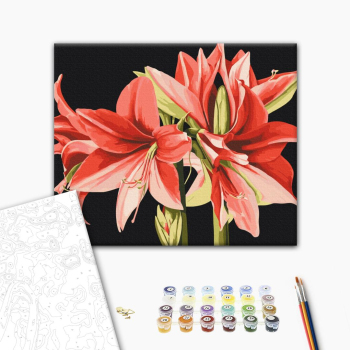 Картина по номерам Квіти - Амариліс © Anastasiia Osmolovska