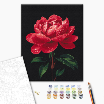 Картина по номерам Квіти - Півонії в сяйві роси