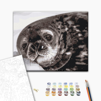 Тюленёнок Ведделла © Сергей Глотов